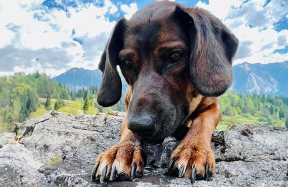 Deine Gastgeber in den Appartements Harmony in Flachau: Haushund Lena